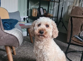 Male 2 Yr old cavapoo for sale