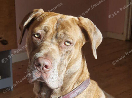 Super cuddly 1 year old Cane Corso girl