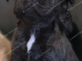Fluffy frenchie puppy