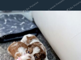Adorable Shih Tzu Puppies Available!