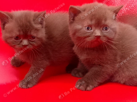 Chocolate/Cinnamon British Shorthair