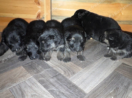 Kc registered German shepherd puppies