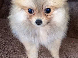 Pomeranian sad sale