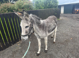 Donkey