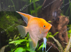 Red head diamond male