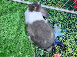 Baby lop eared  rabbit