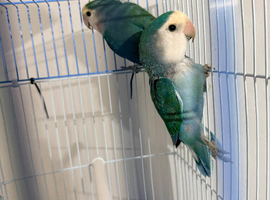 Canaries for sale