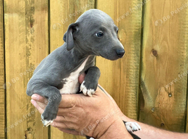 Italian x whippet