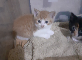 Beautiful kittens for sale