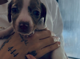 Miniature dachshund