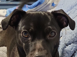5 year old female jug needing new home
