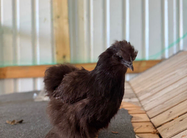 Silkie Hens & Cockerel