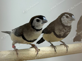 Owl finches