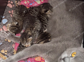 5 beautiful!! British  Shorhair x Siberian