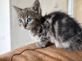 Small Fluffy Female Kitten Tabby