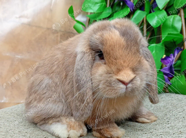 Mini lop