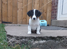 Jack Russell Puppy