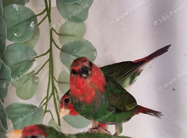 I have 4 spare cock redfaced parrot finch for sale.