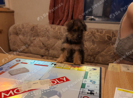 Miniature jackapoo puppy