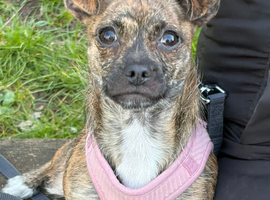Pug x yorkie