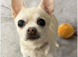 Teacup chihuahua 4 years old