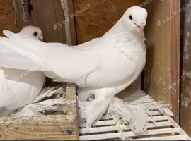 Turkish Armaveri Tumbler Takla Misaki Pigeon
