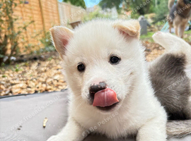 Shepsky Pups