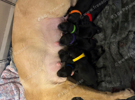 Labrador x collie