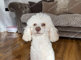 Meet Molly are toy poodle
