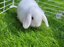 Beautiful Mini lop looking good a home