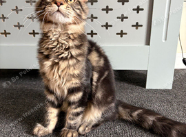 Gorgeous Tabby Boy Ready Now!