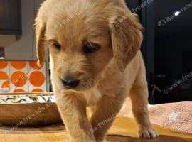 Goldendoodle puppies