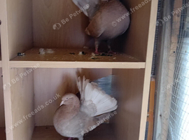 Pair of self yellow Indian fantails