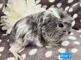 4 Boars available