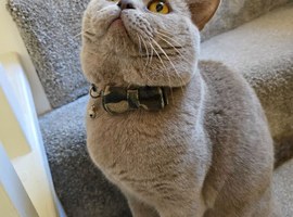 Gccf registered Active STUD Lilac BritishShortHair