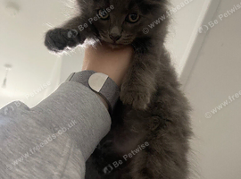 Tabby & Long Haired Kittens