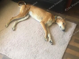 4 month old sulki Lurcher looking for a new sofa pm for details
