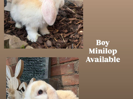 Minilops ready the 20th june