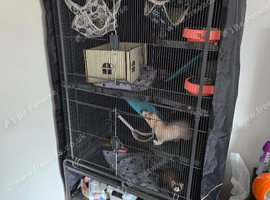 two ferrets