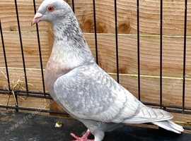 RARE COLOURED REDUCED RACING PIGEON