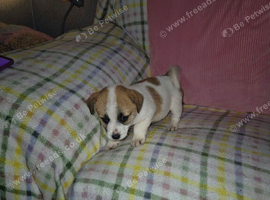 Jack Russell's