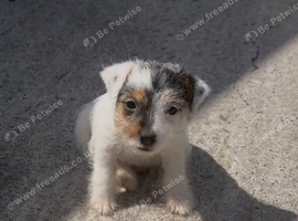 Traditional jack russell puppies.