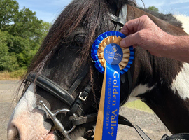 Very pretty mare
