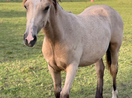 Stunning Dunn gelding