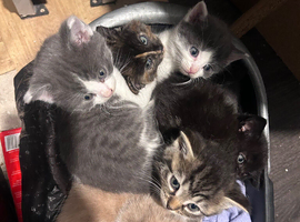 Beautiful Kittens - Ready to goo