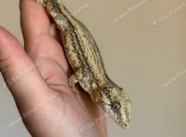 Striped gargoyle gecko male