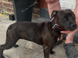 Staffordshire bull terrier female full kc