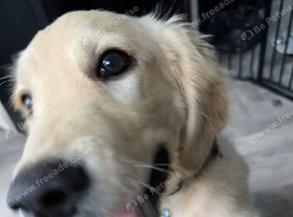 6 month old golden retriever boy