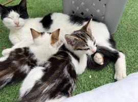 2 kittens ready for new home NOW!