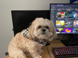 Adorable Shih Tzu boy for a lovely family